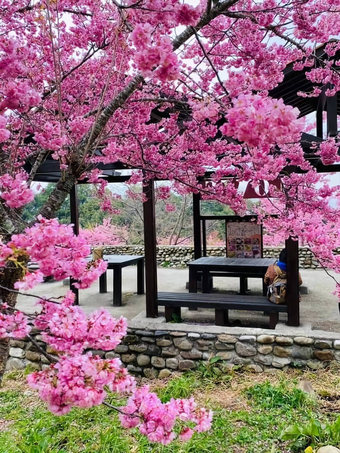 福寿山千樱园 & 梨山一日游(台中市区接送)