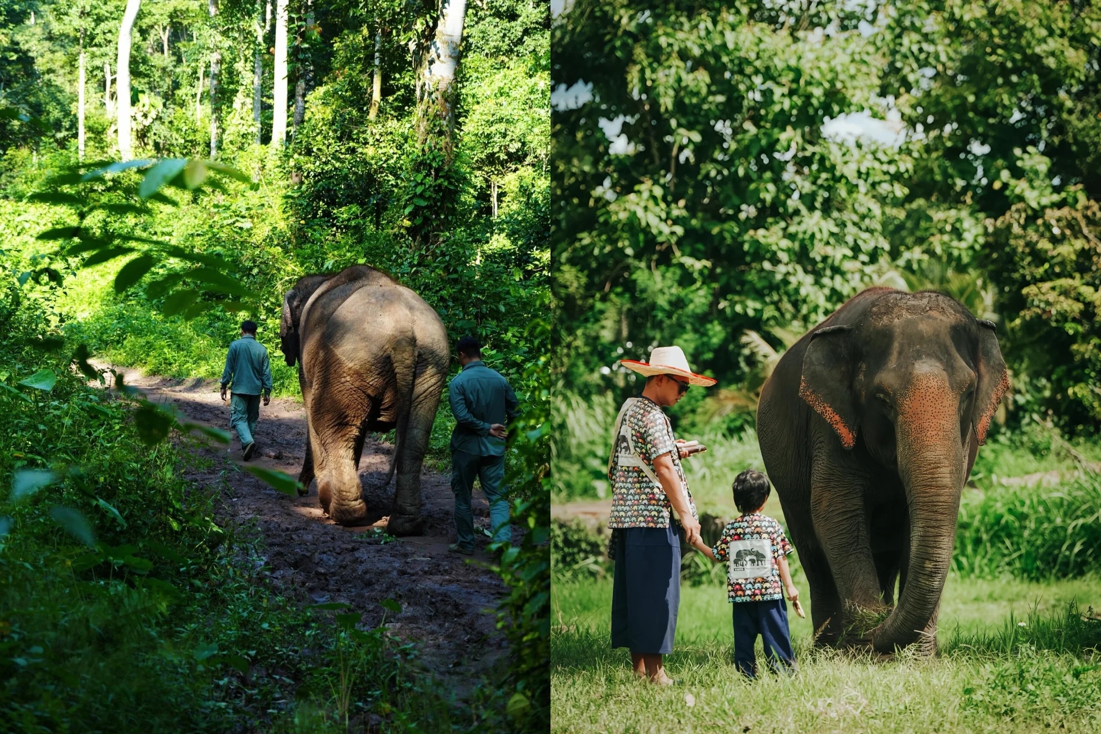 【私享定制团】云南西双版纳+普洱萌娃绿野6天5晚（全程5钻奢选&亲子酒店+野象谷雨林牧象+小熊猫庄园+傣族村寨 +雨林徒步+中科植物园）