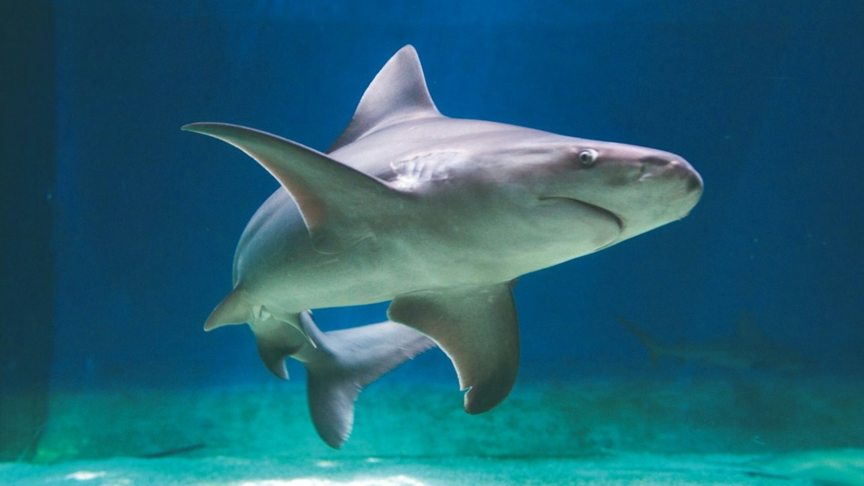 热那亚水族馆门票含佛卡夏面包品尝体验