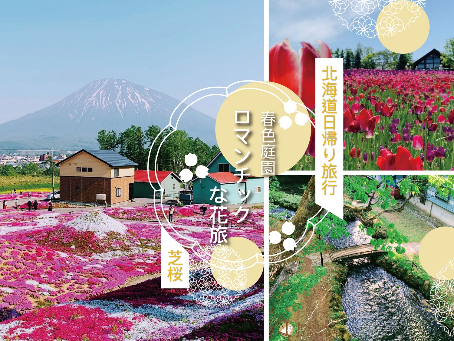 北海道芝樱&郁金香赏花一日游: 二世谷&羊蹄山名水公园＆定山溪 (含午餐) - 札幌出发