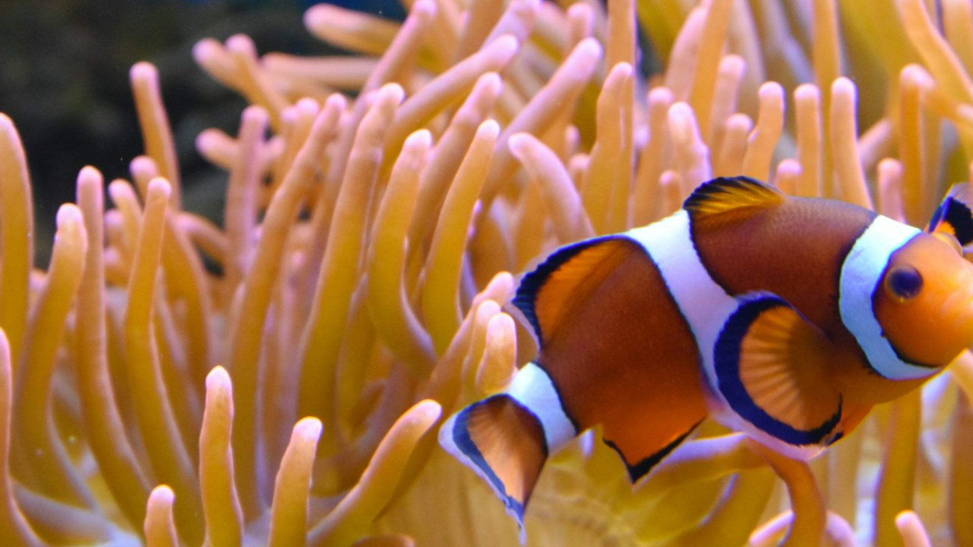 布洛涅努西卡海洋中心门票