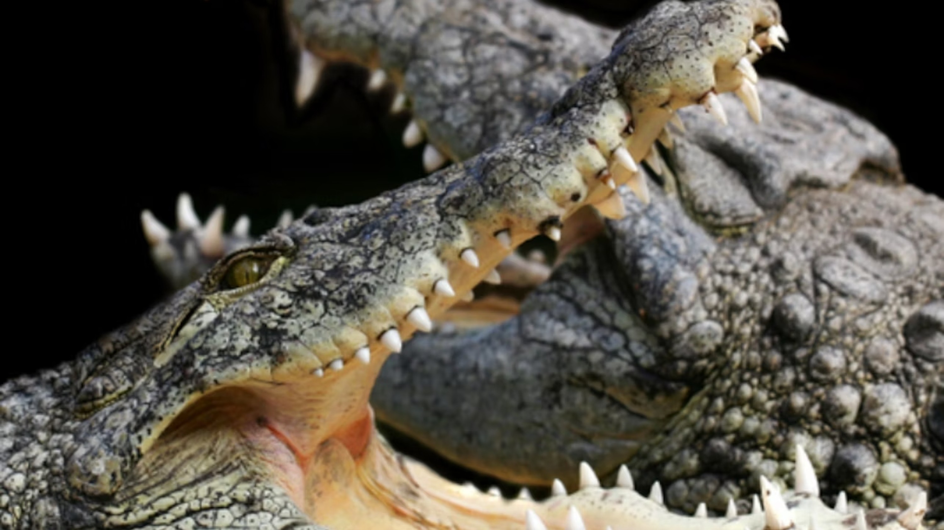 圣米歇尔山鳄鱼湾门票