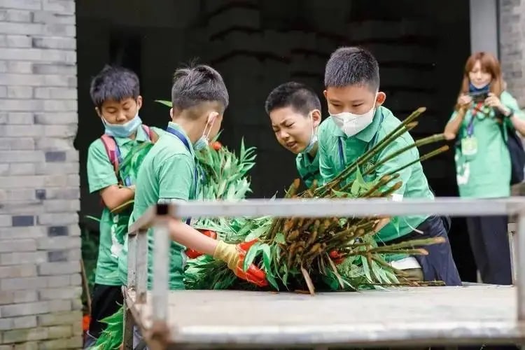 成都出发都卧龙中华大熊猫苑神树坪基地志愿者体验 私人导览一日游 