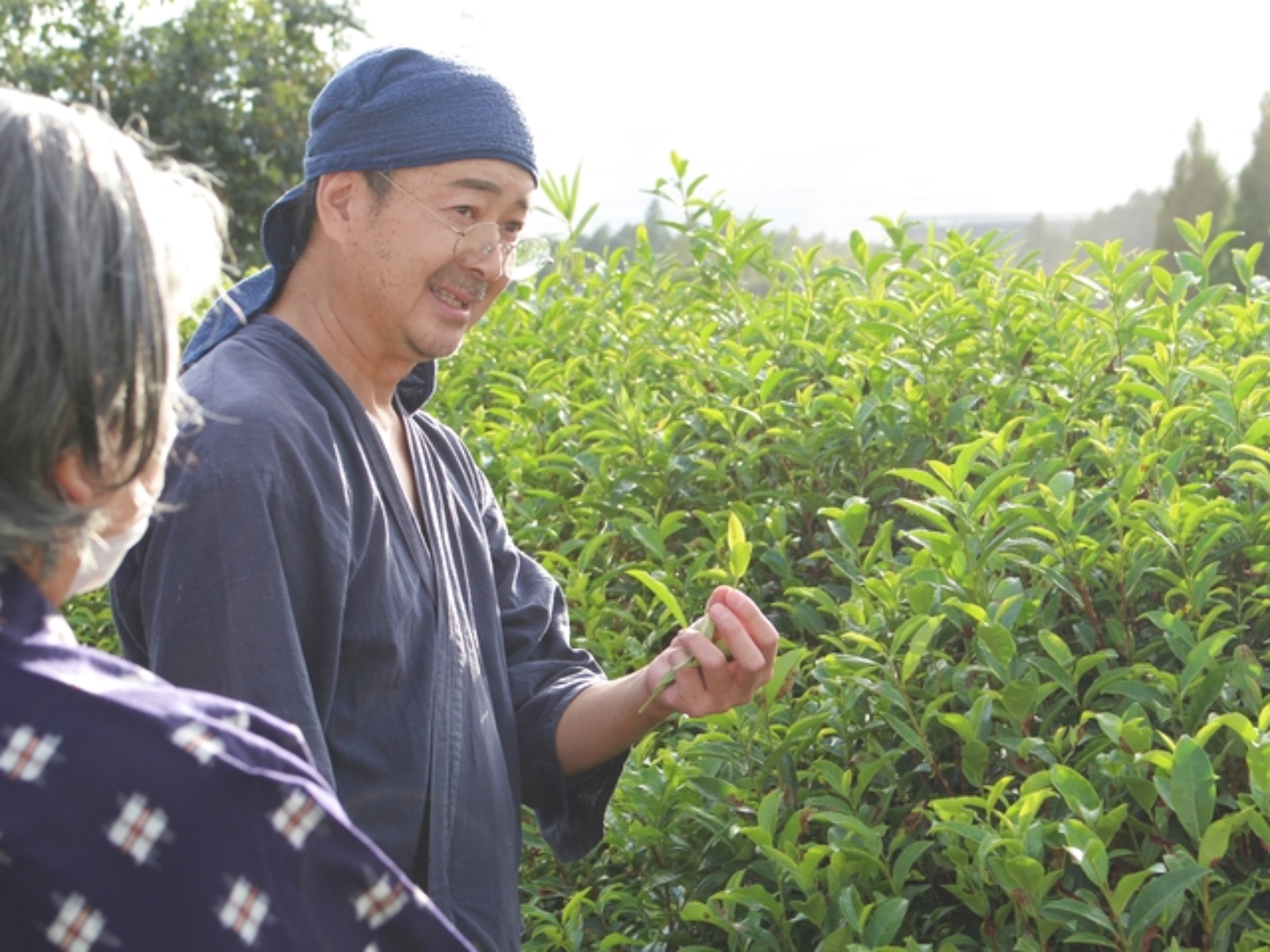 静冈胜又茶园私人茶之旅