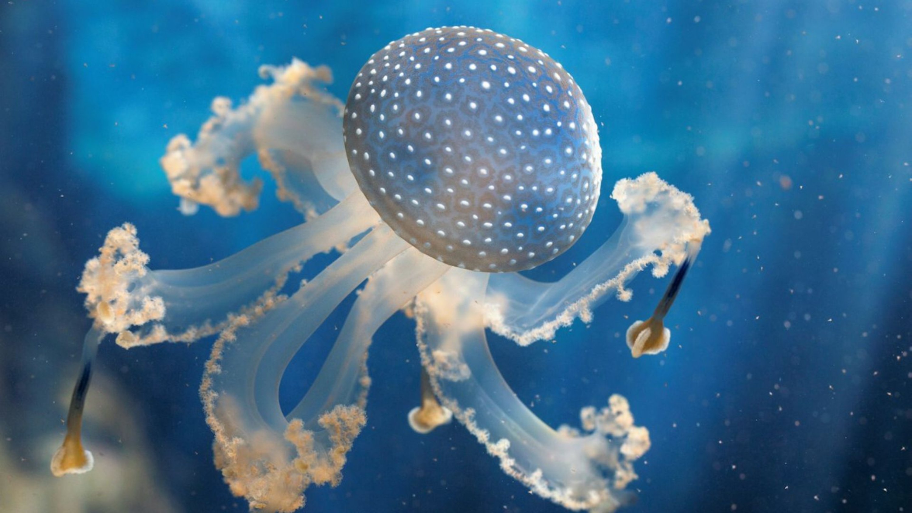 布雷斯特海洋城门票