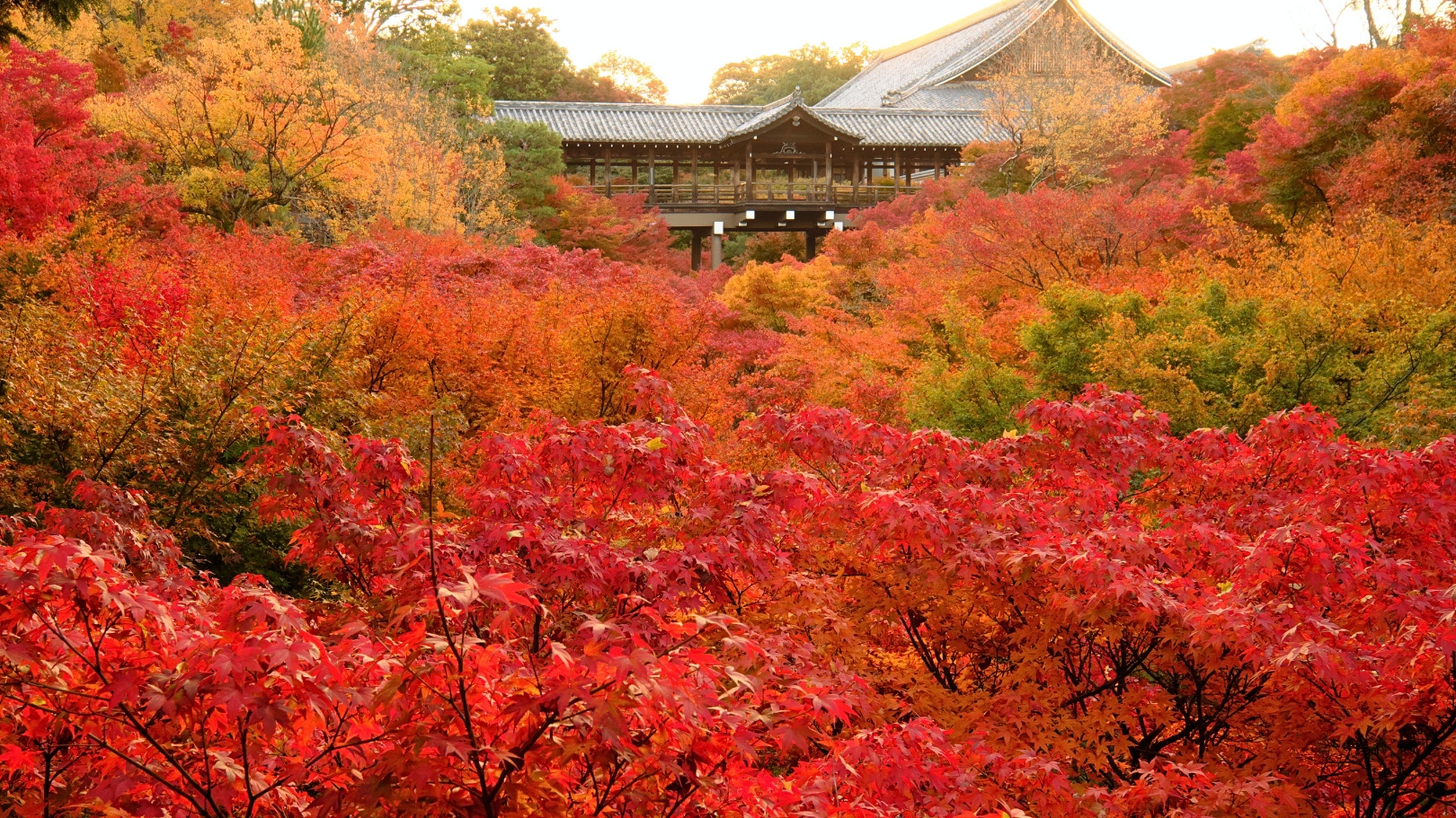 京都东福寺、胜林寺、新善光寺御朱印巡礼之旅