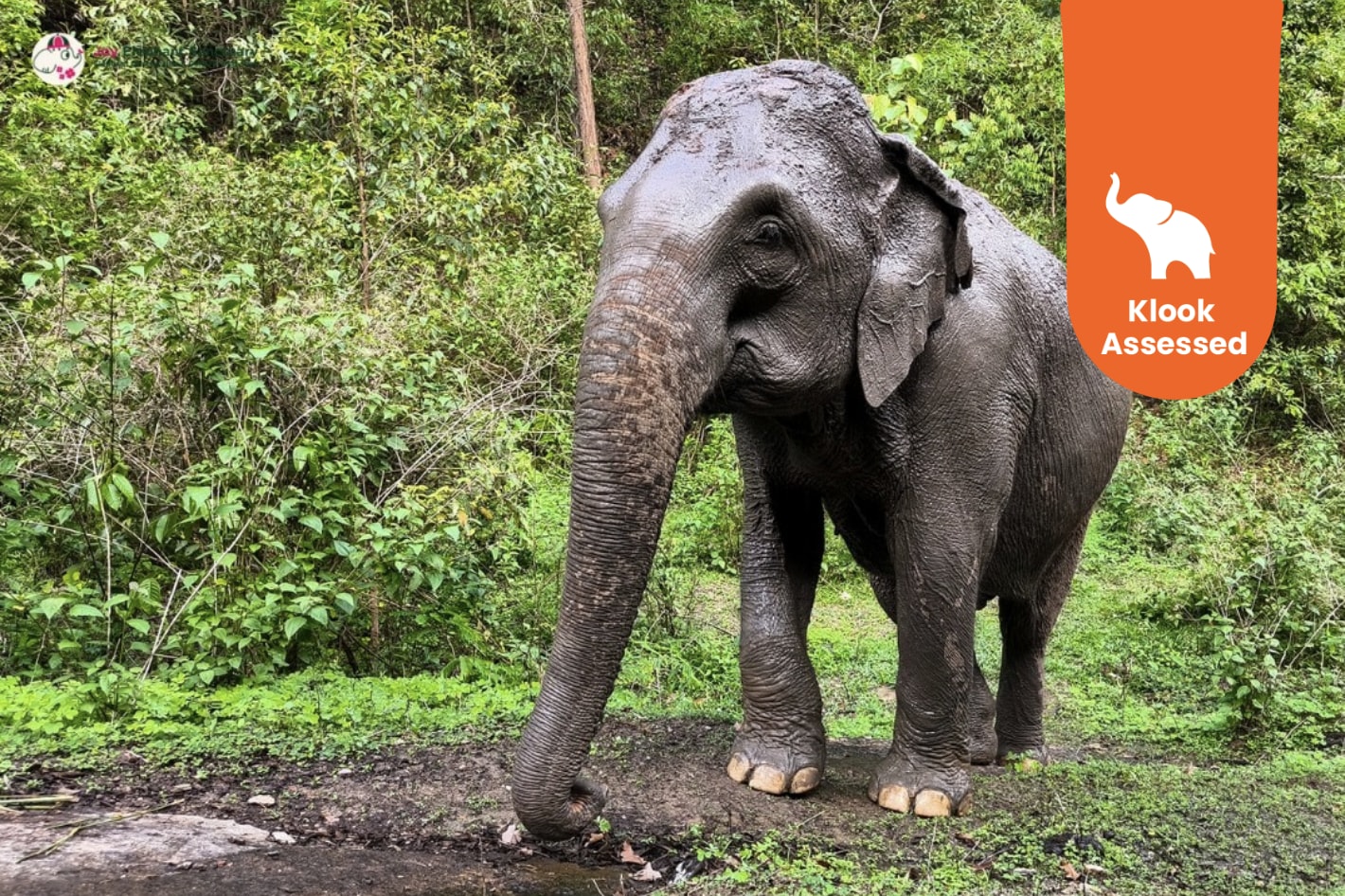 清迈大象观察 & 素帖寺观日出