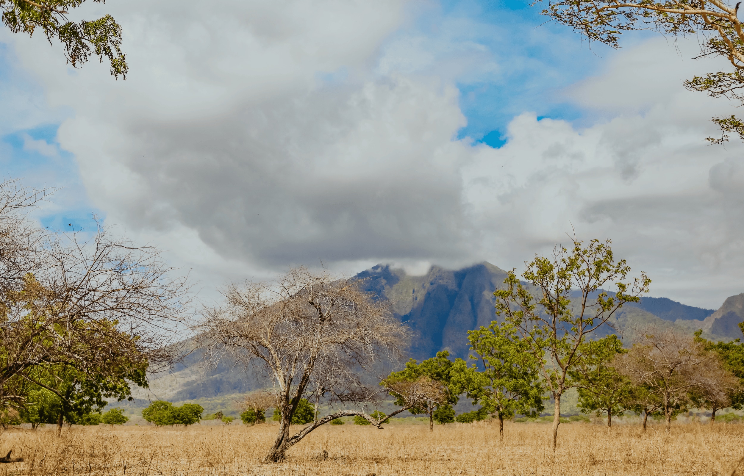 巴厘旺安县巴鲁兰国家公园野生动物园体验之旅（Safari at Baluran National Park in Banyuwangi by Dialoog Banyuwangi）