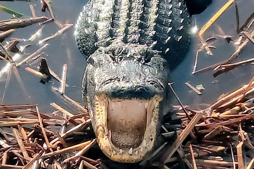 一小时汽船游和自然主义者导览的自然漫步