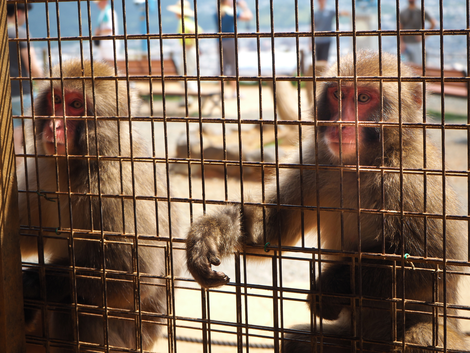 京都市区、西京都 & 岚山一日游（抹茶体验）