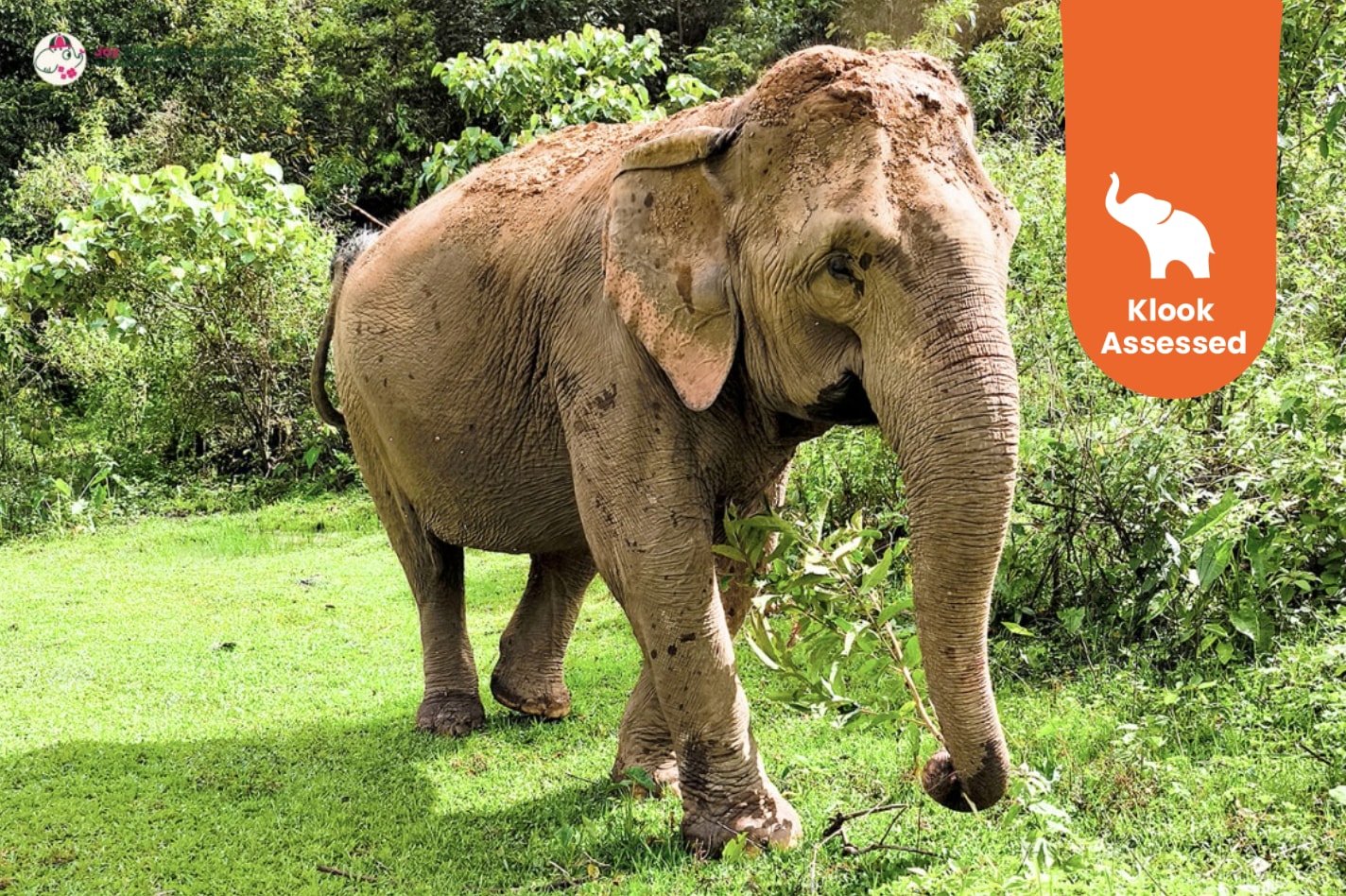 清迈大象观察 & 泰式料理烹饪课程