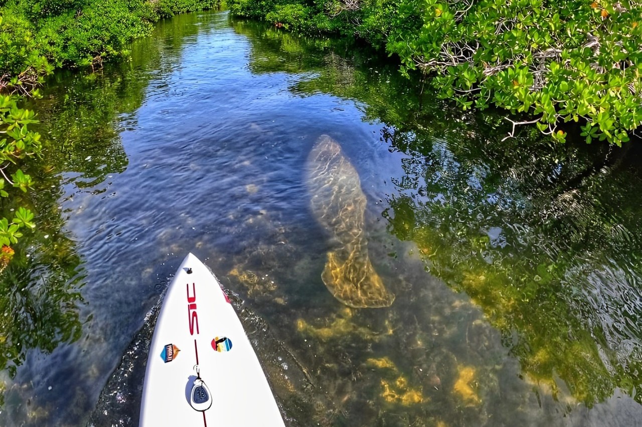 佛罗里达礁岛海洋生态探险之旅 (Florida Keys Marine Eco Adventure)