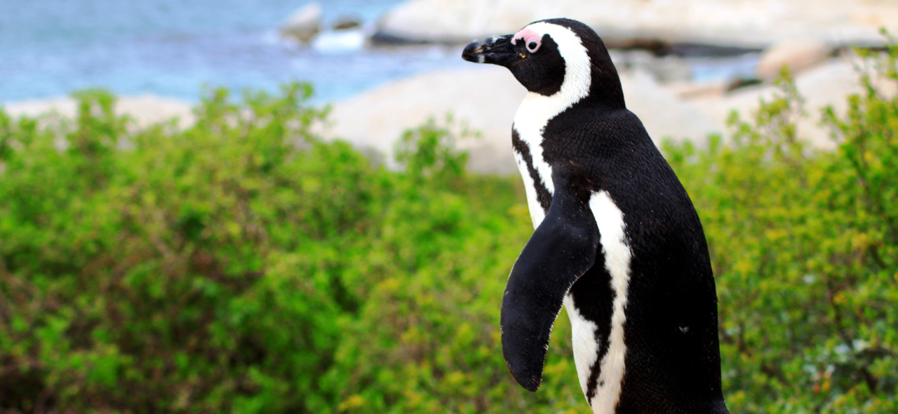 开普半岛和企鹅栖息地一日游