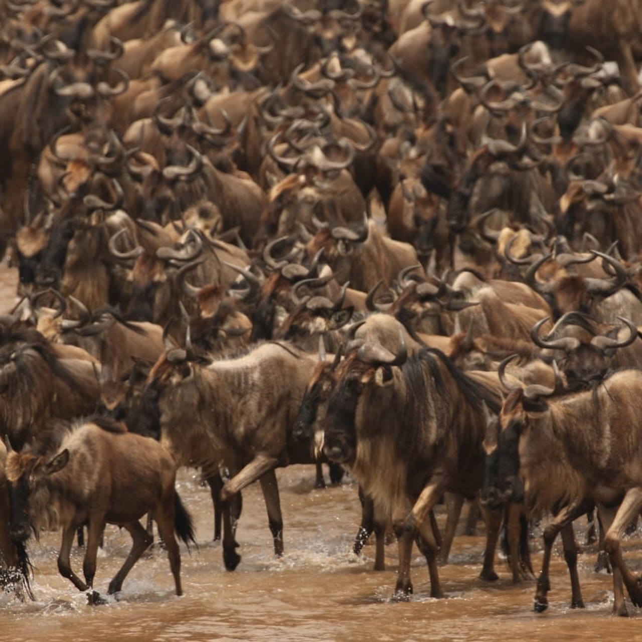 马赛马拉终极野生动物园体验：4天五大动物探险