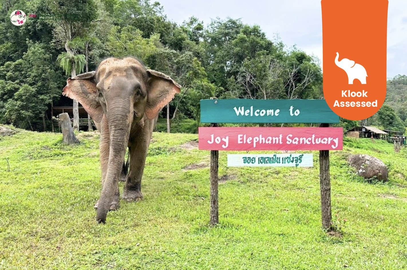 清迈大象观察 & 素贴山国家公园健行