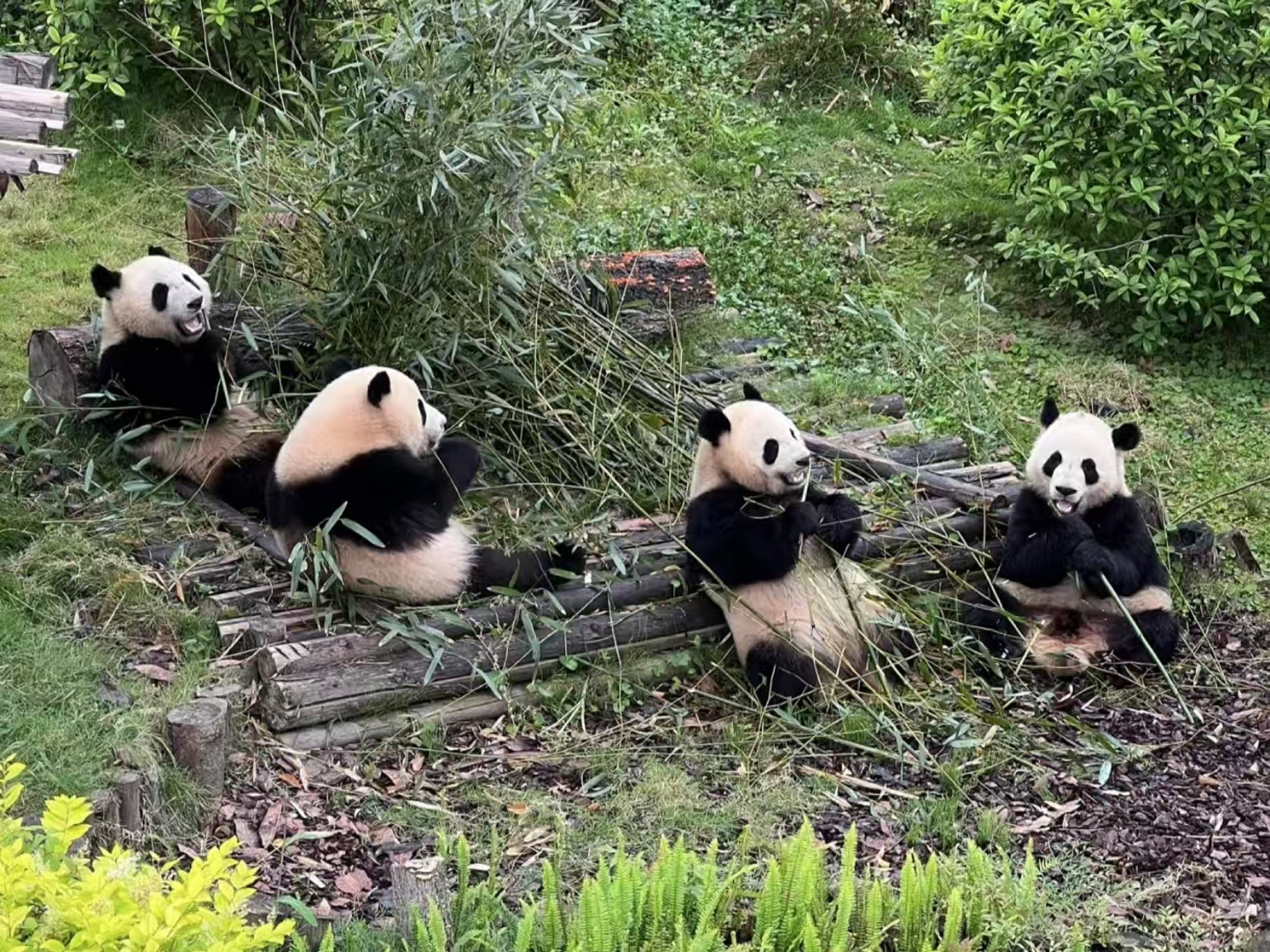 四川成都+大熊猫基地+三星堆精品1日游（网红大熊猫花花+4800年前文物+特色川菜）