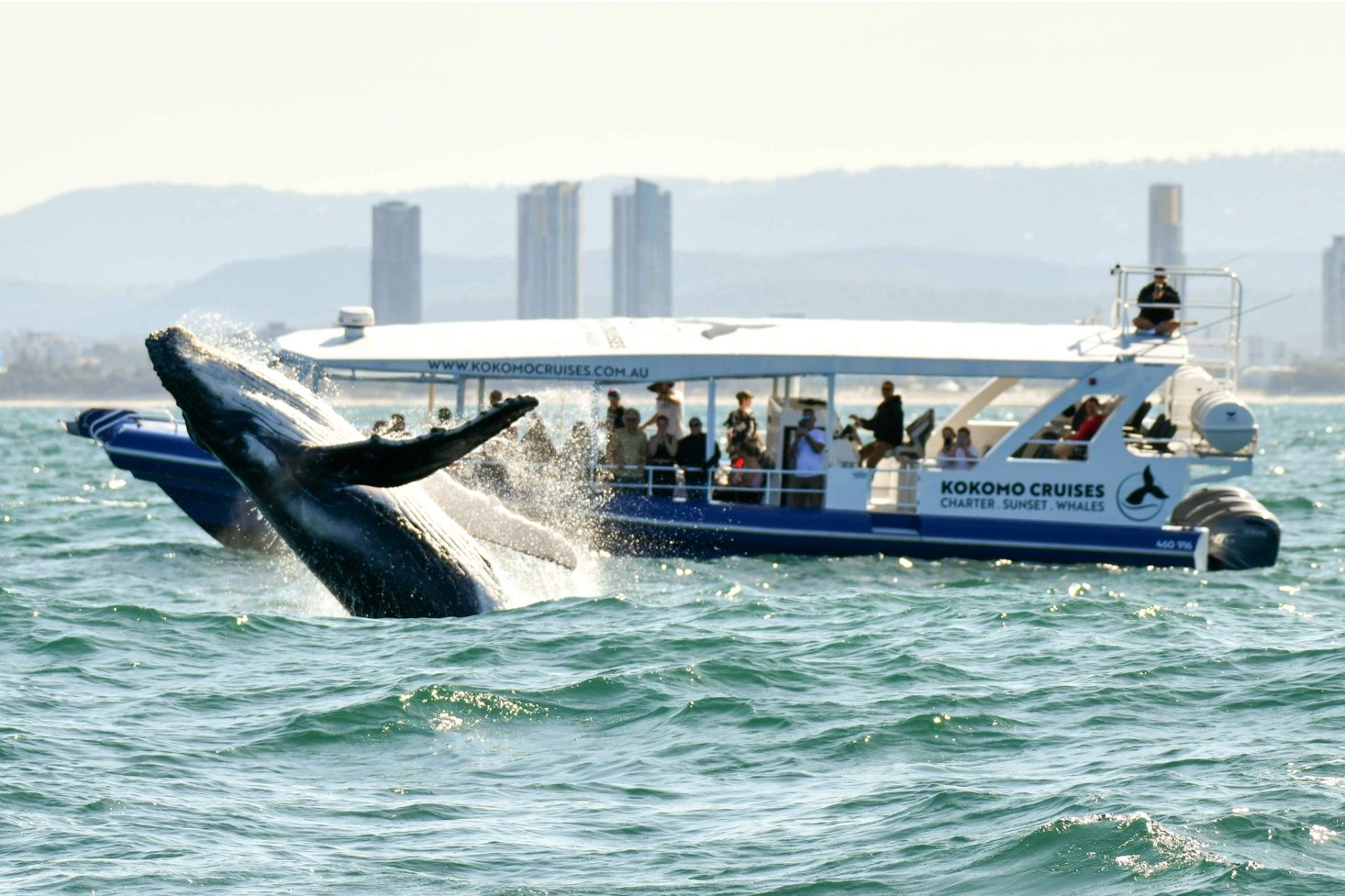 黄金海岸观鲸体验