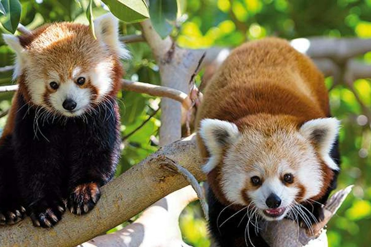 洛罗公园门票 + 特内里费岛接送