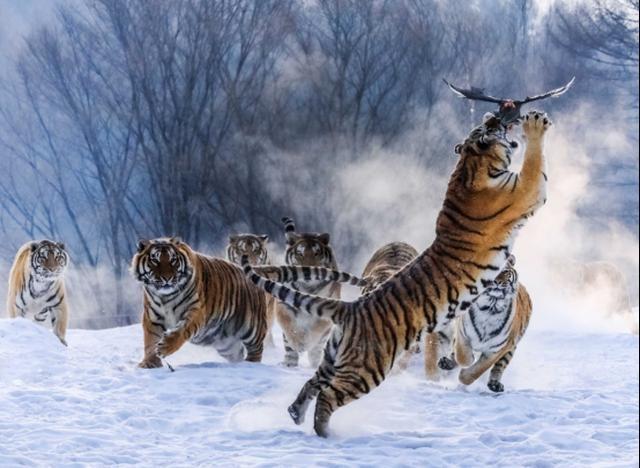 东北哈尔滨私人导览1日游（东北虎林园+伏尔加庄园+专车私导）