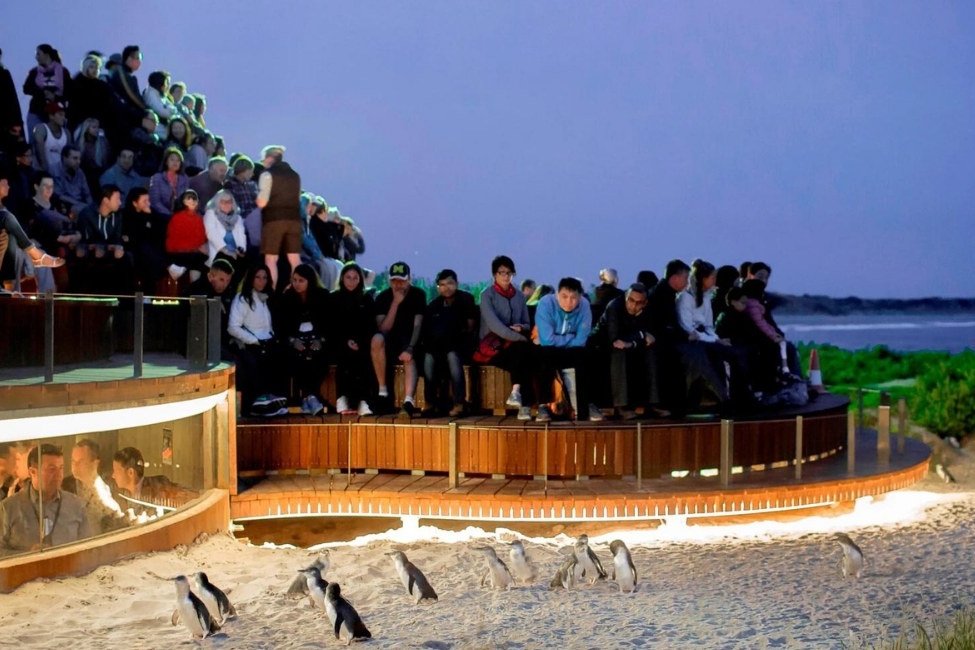 菲利普岛 (Phillip Island)企鹅与自然风光一日游