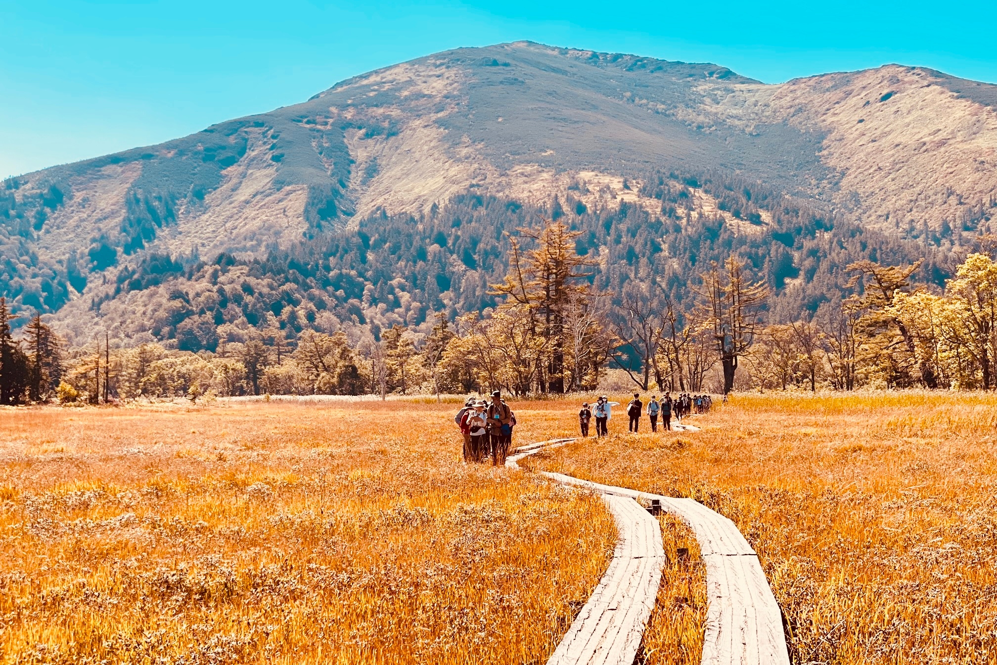 尾濑徒步体验＆望乡之汤温泉一日游（东京出发）
