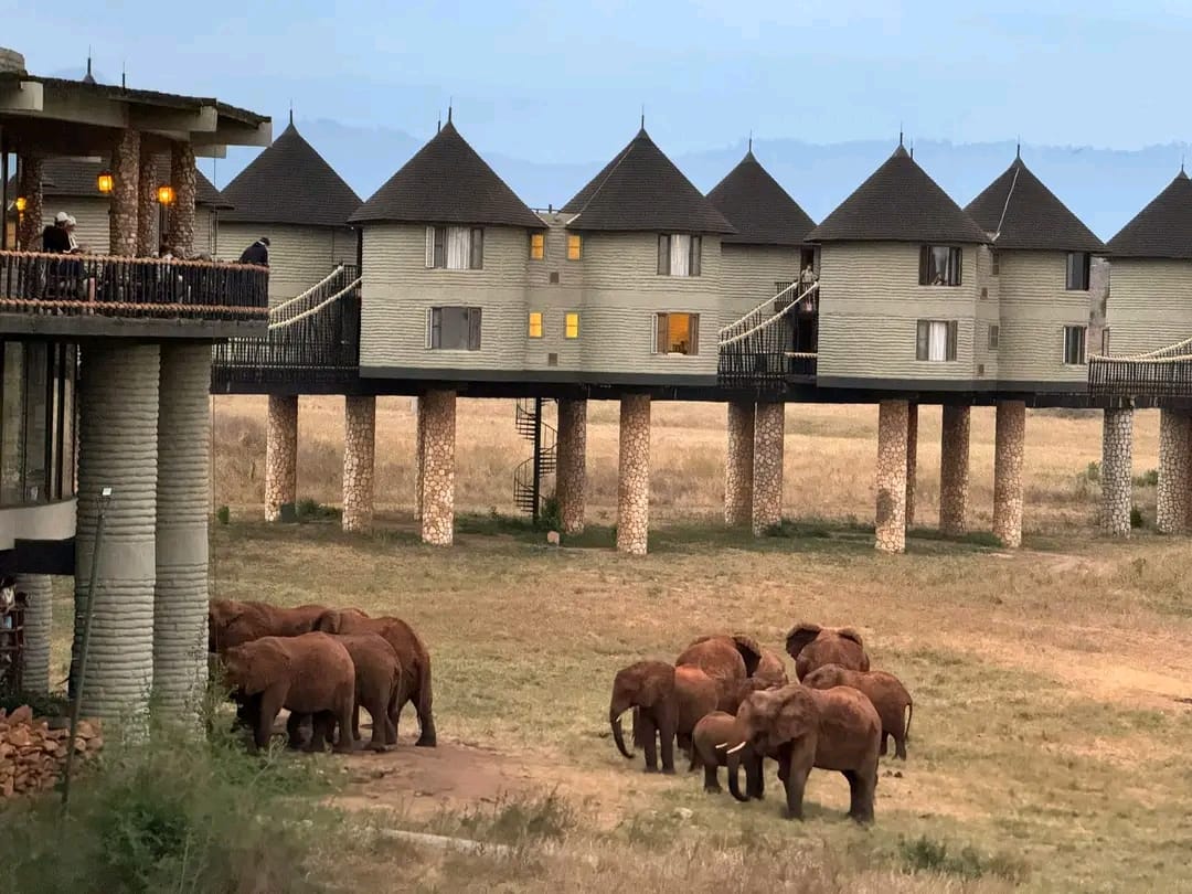 5天安博塞利 & 察沃西 & 察沃东野生动物园之旅