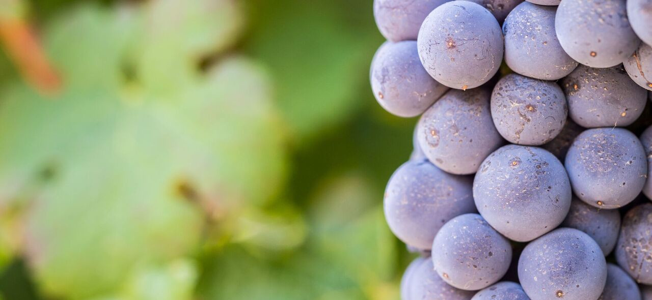 探索葡萄酒乡 一日游