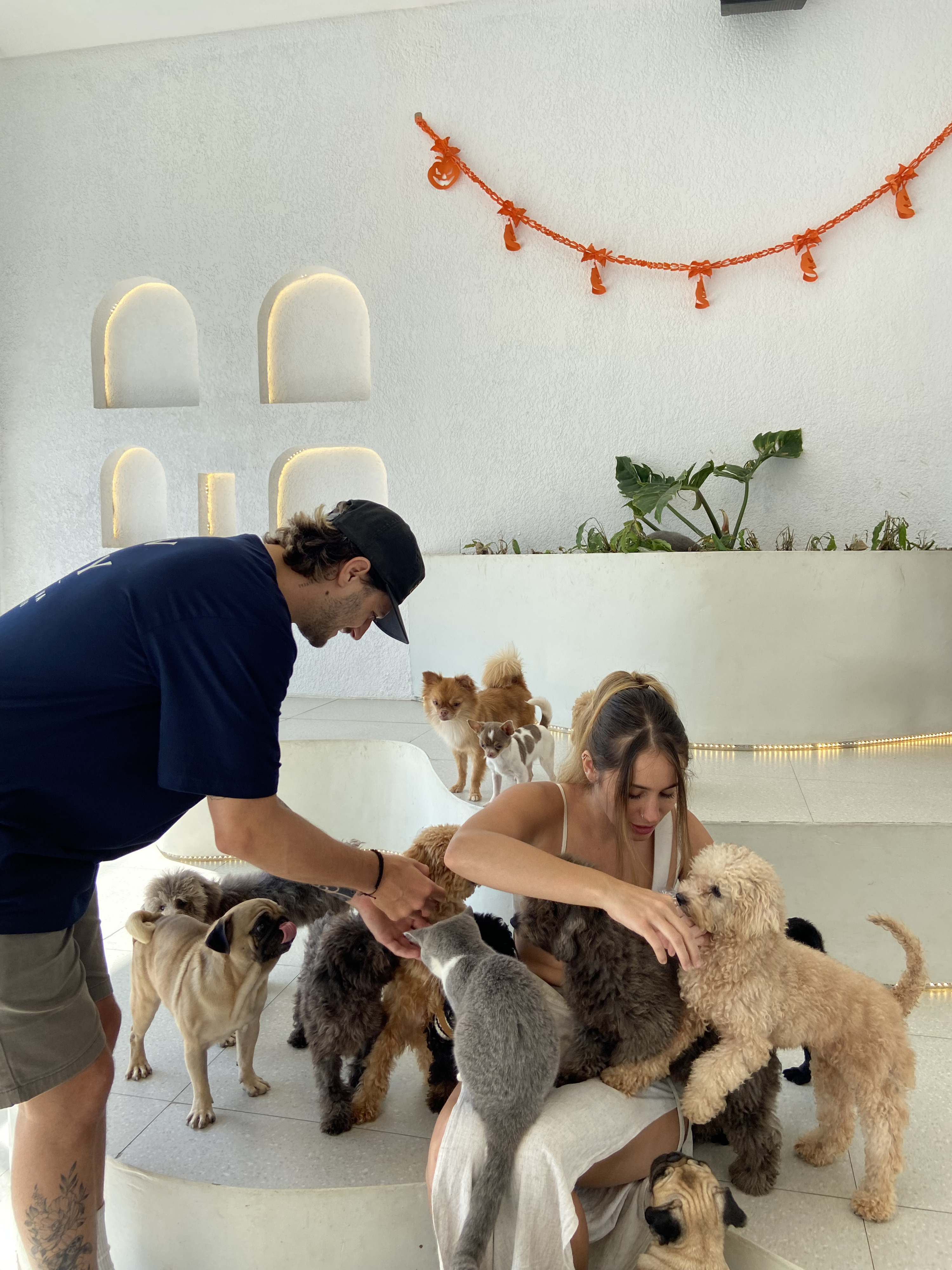 巴厘岛宠物天堂宠物咖啡馆和休息室 (Pet Cafe and Lounge in Bali Pet Nirvana)