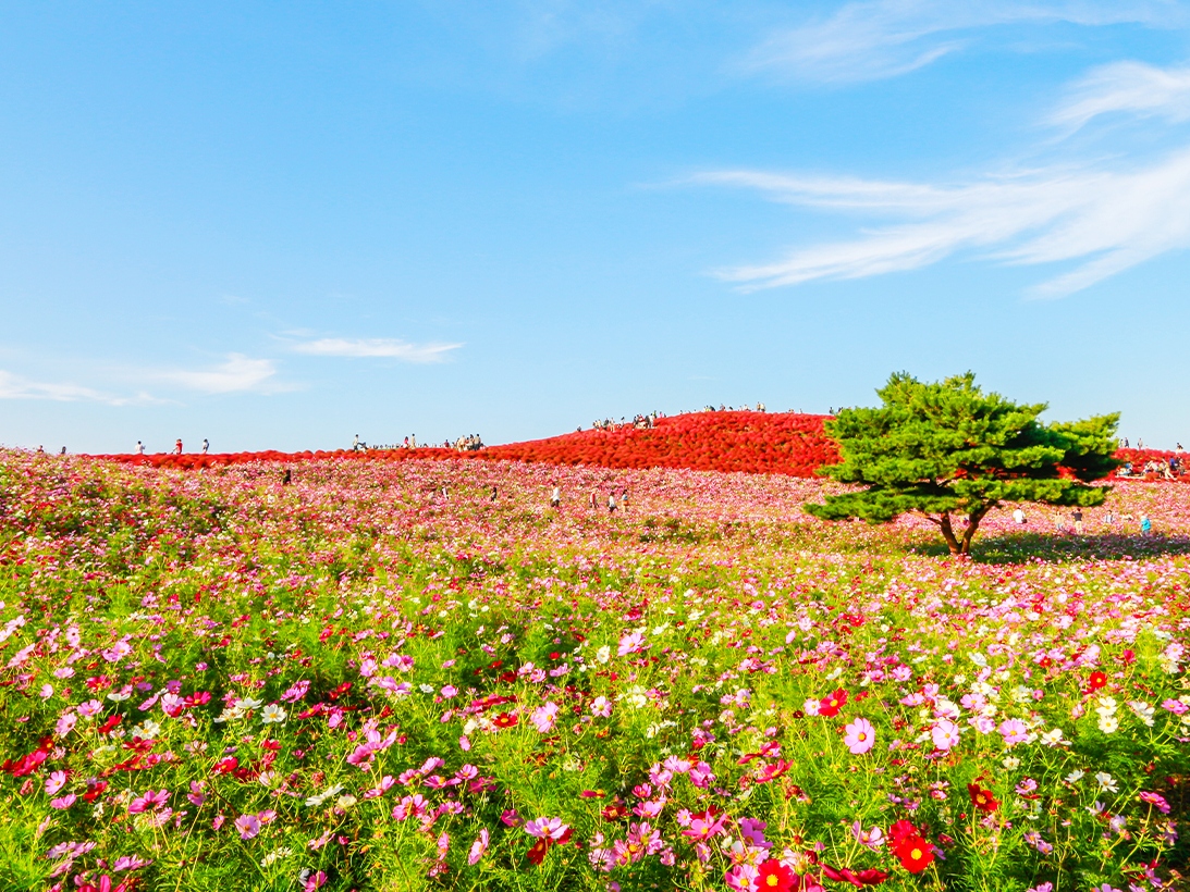 大洗磯前神社＆那珂凑海鮮市場＆国营常陆海滨公园花海一日游 (东京出发)