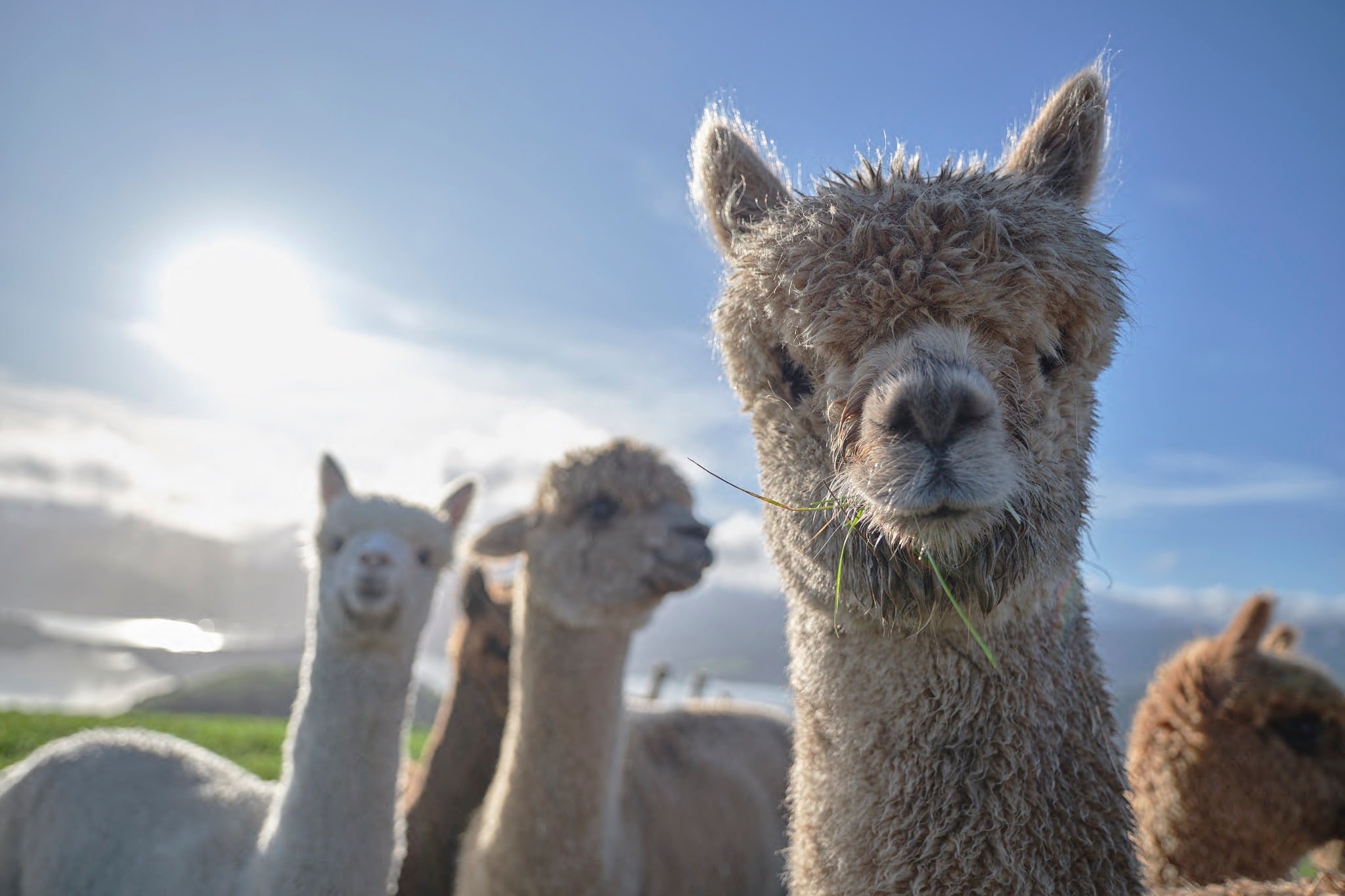 自然巡游和羊驼农场之旅