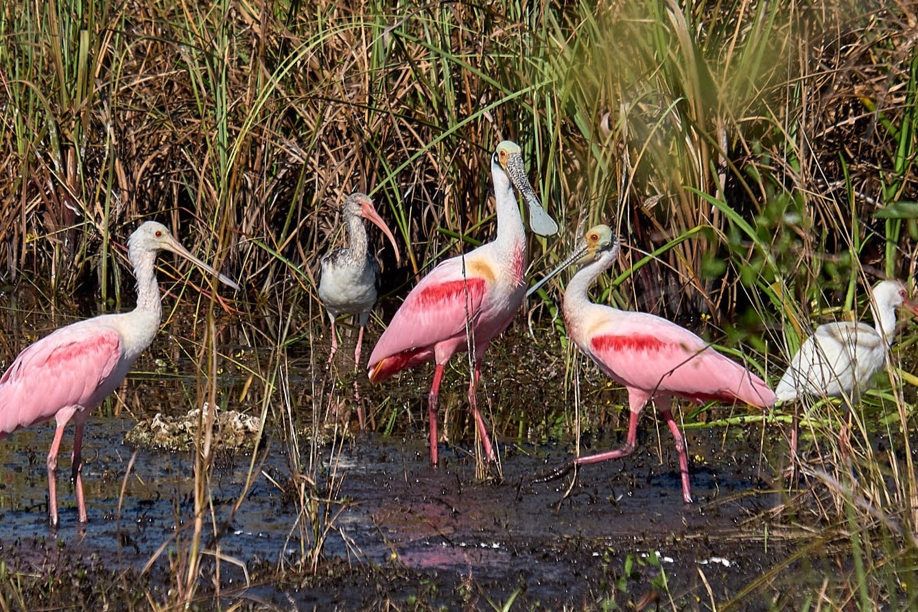 全日游：佛罗里达州大沼泽地探险与干行 (Full Day: Everglades Adventure with a Dry Walk in Florida)