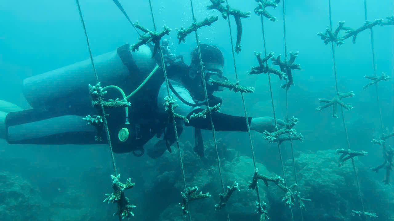 芽庄潜水 & 珊瑚种植体验