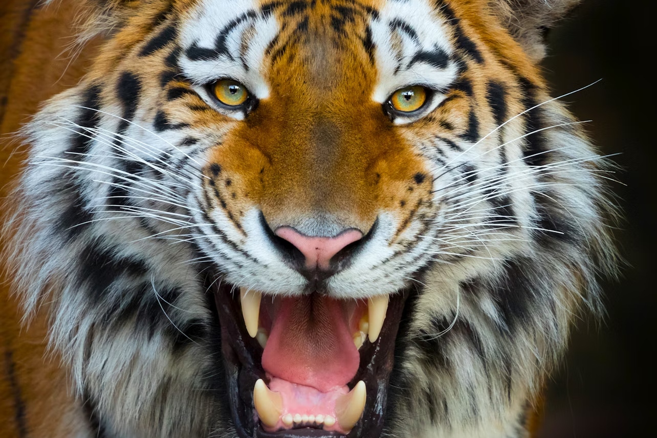 贝尼多姆Terra Natura门票