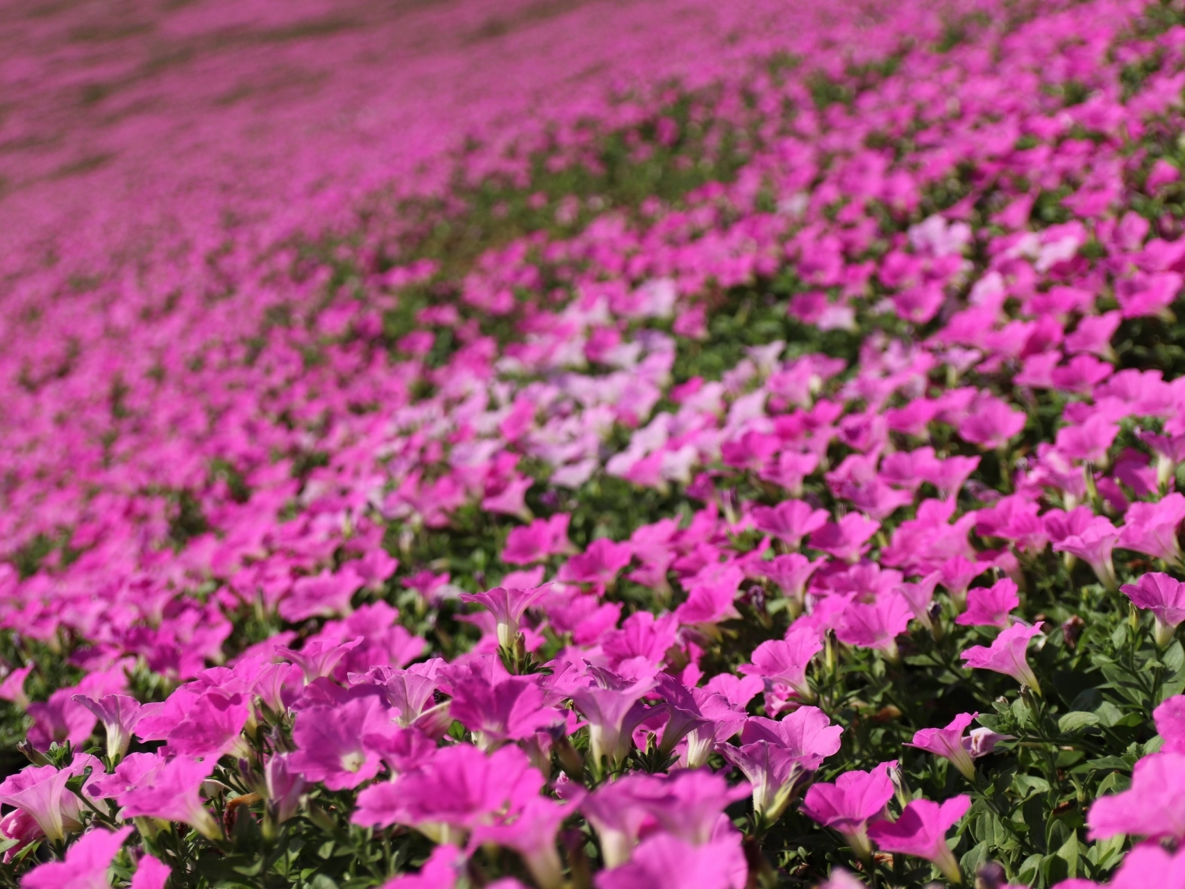 从东京出发前往千叶母亲牧场赏花之旅