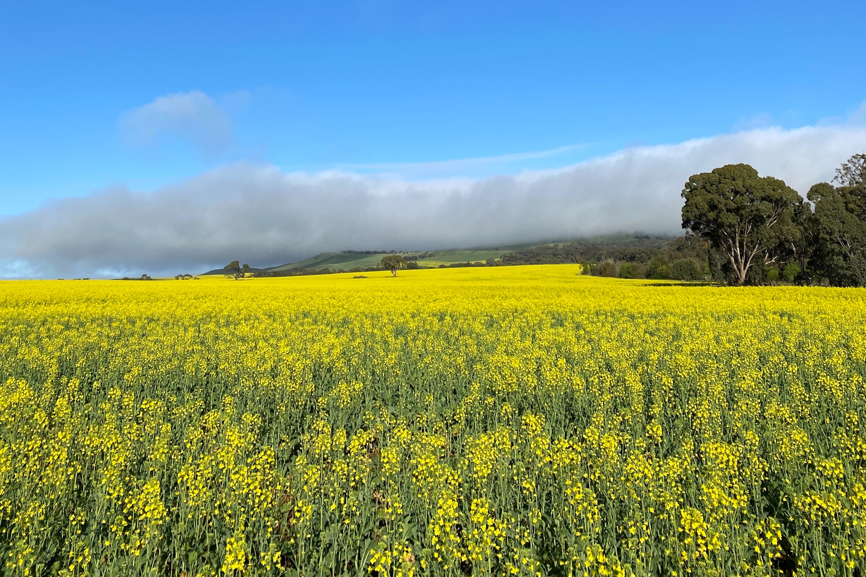 私人油菜花观光飞行 & 品酒之旅