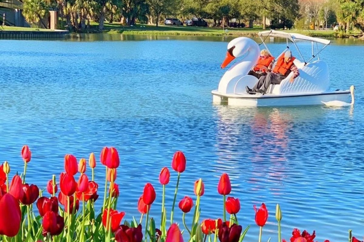 洛杉矶回声公园湖天鹅船租借