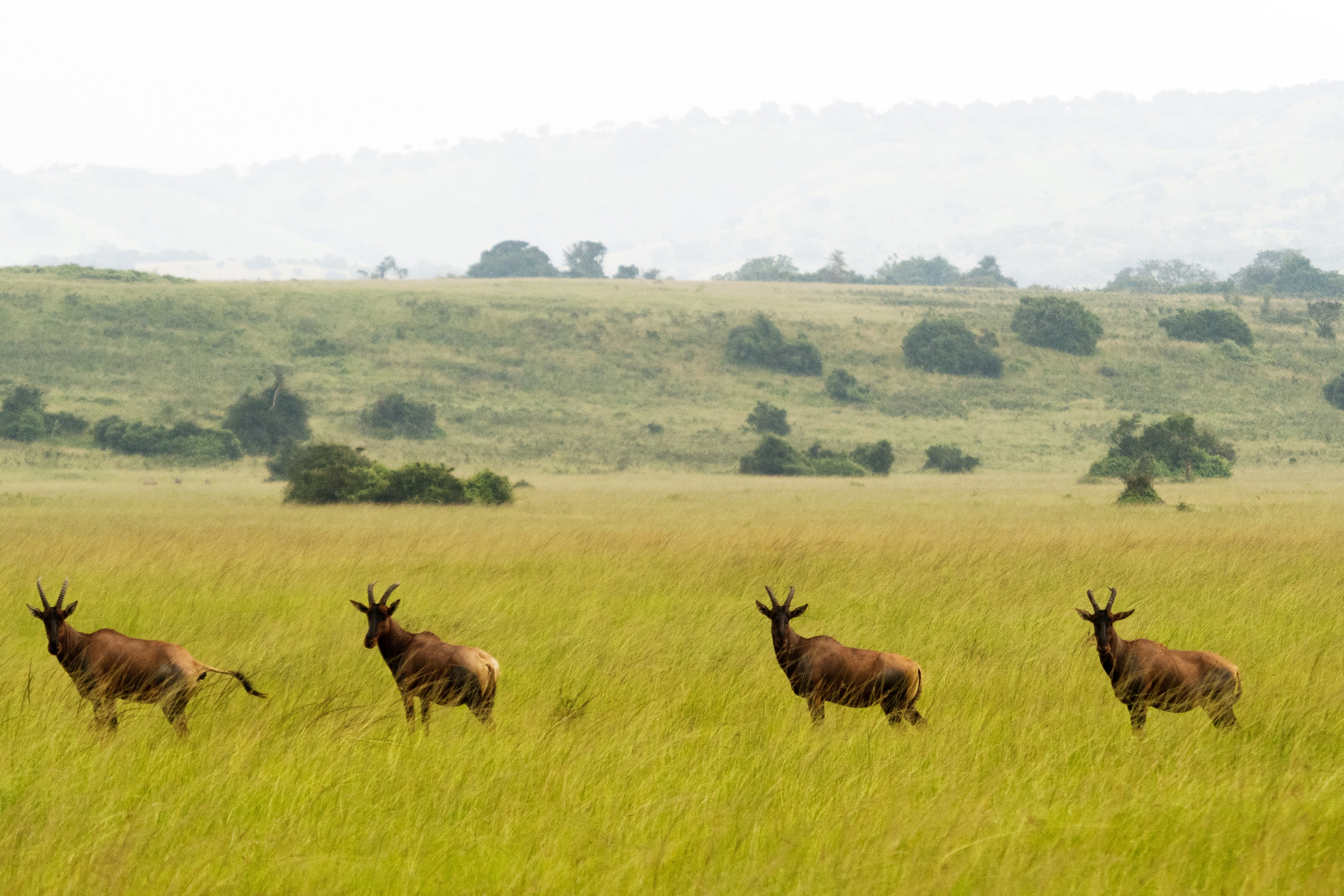 卢安达8天野生动物探险与大猩猩冒险之旅
