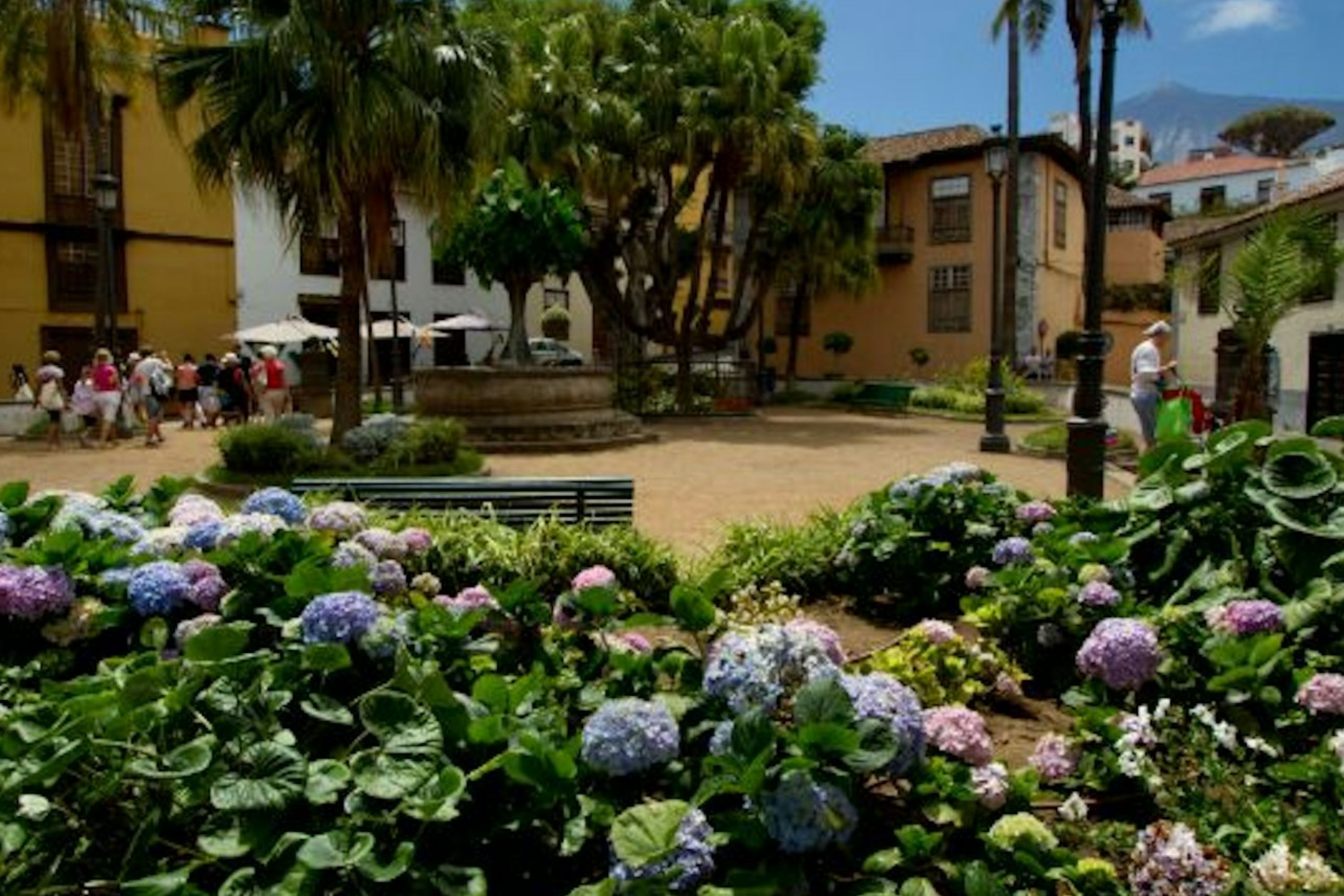 特内里费龙血树 & 植物园门票