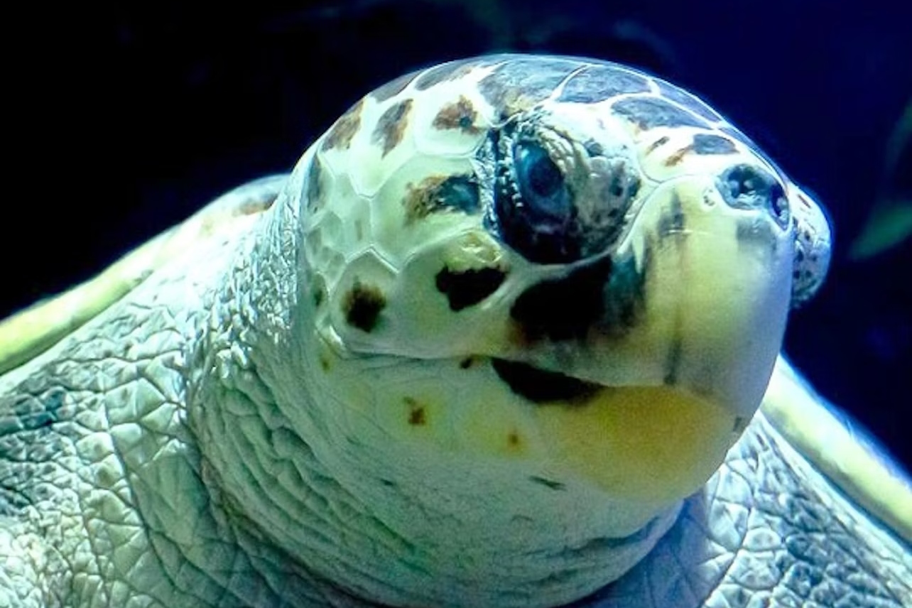 兰萨罗特水族馆门票