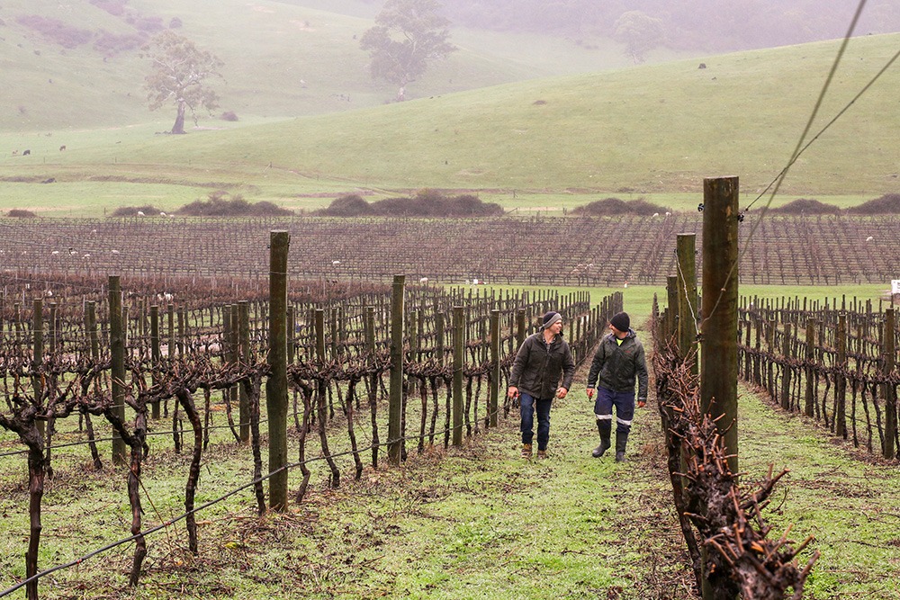 从葡萄藤到葡萄酒：阿马迪欧酒庄体验