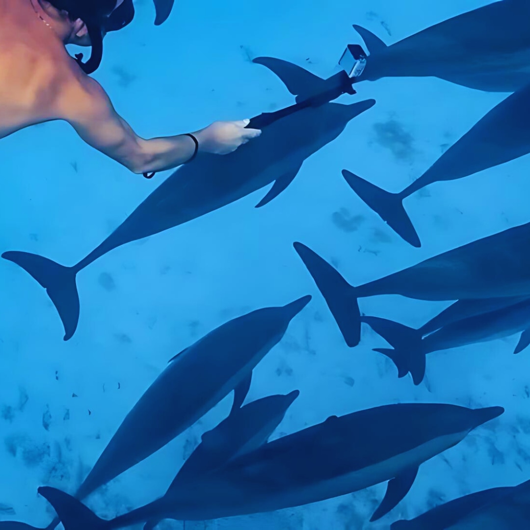 洪加达海豚之家一日游（含午餐和水上活动）