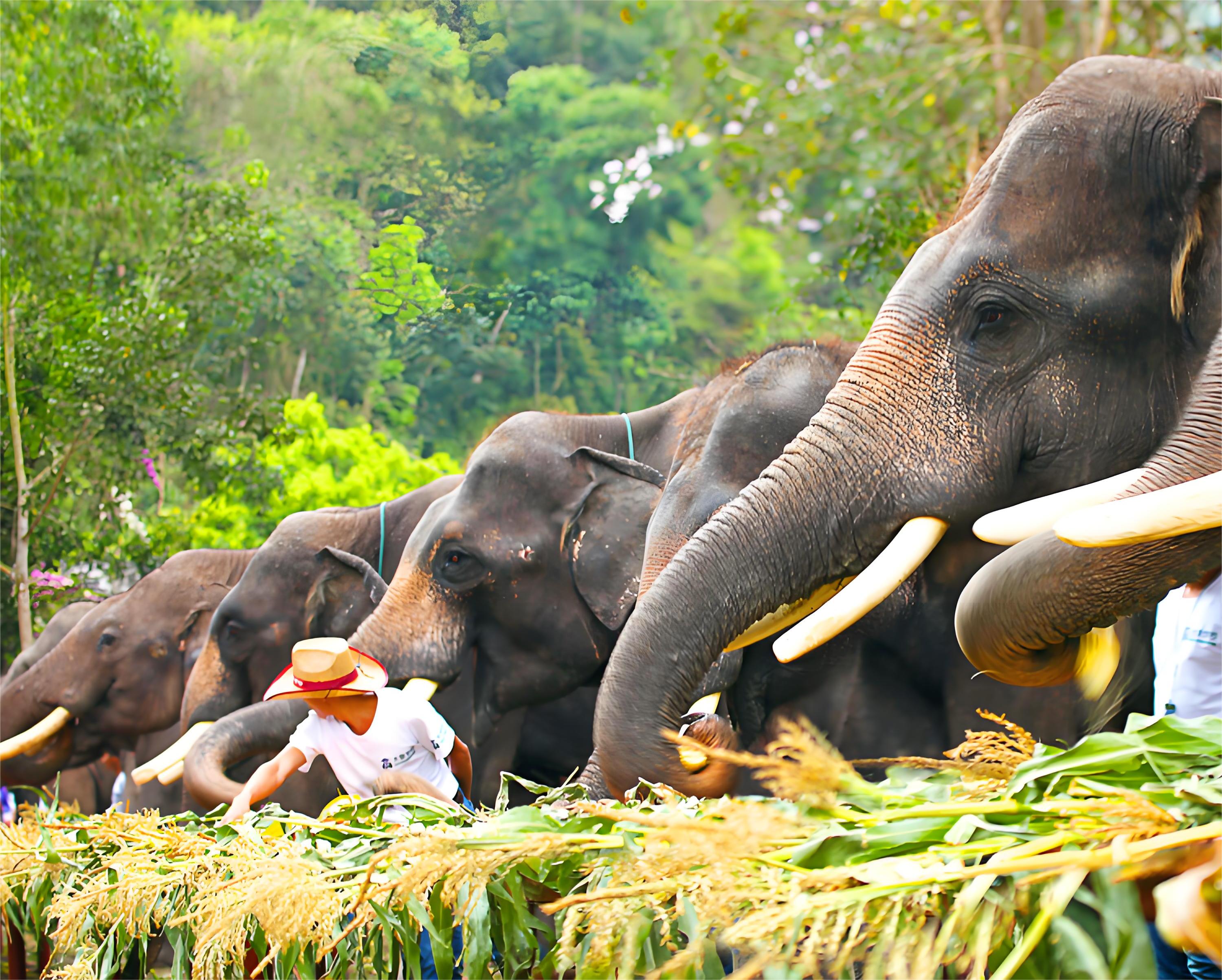 西双版纳 野象谷雨林牧象体验 私人组团一日游
