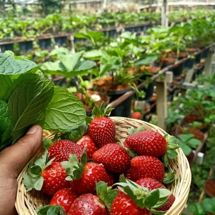 金马仑高原 (Cameron Highlands) 怡保 (Ipoh) 一日游
