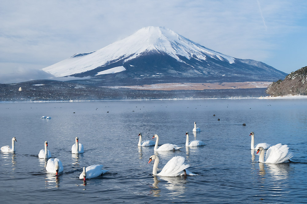 富士山超唯美机位山中湖＆河口湖+下吉田Ins打卡街道+金门鸟居一日游（新宿或河口湖出发）