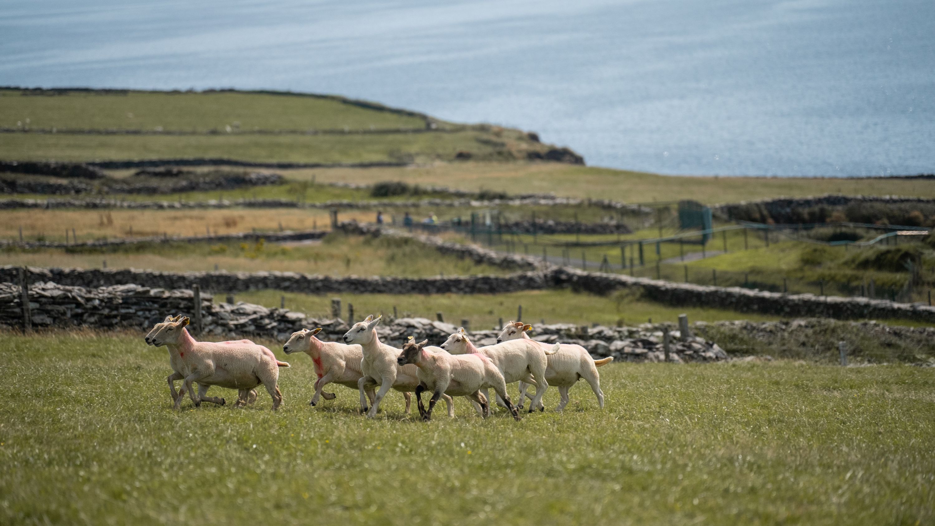 从科克出发的丁格尔半岛之旅