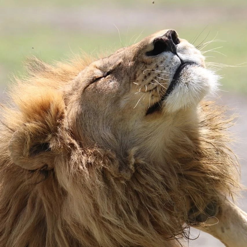 3日安博塞利荒野野生动物园：大象 & 乞力马扎罗山冒险