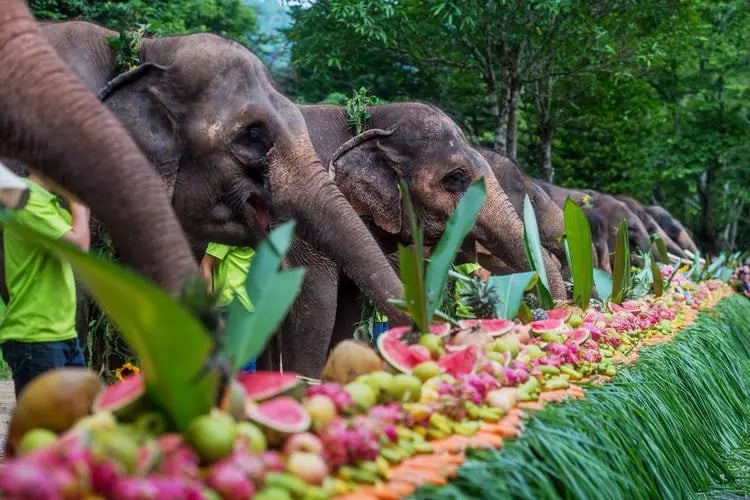 西双版纳野象谷雨林 基诺山寨 私人导览一日游
