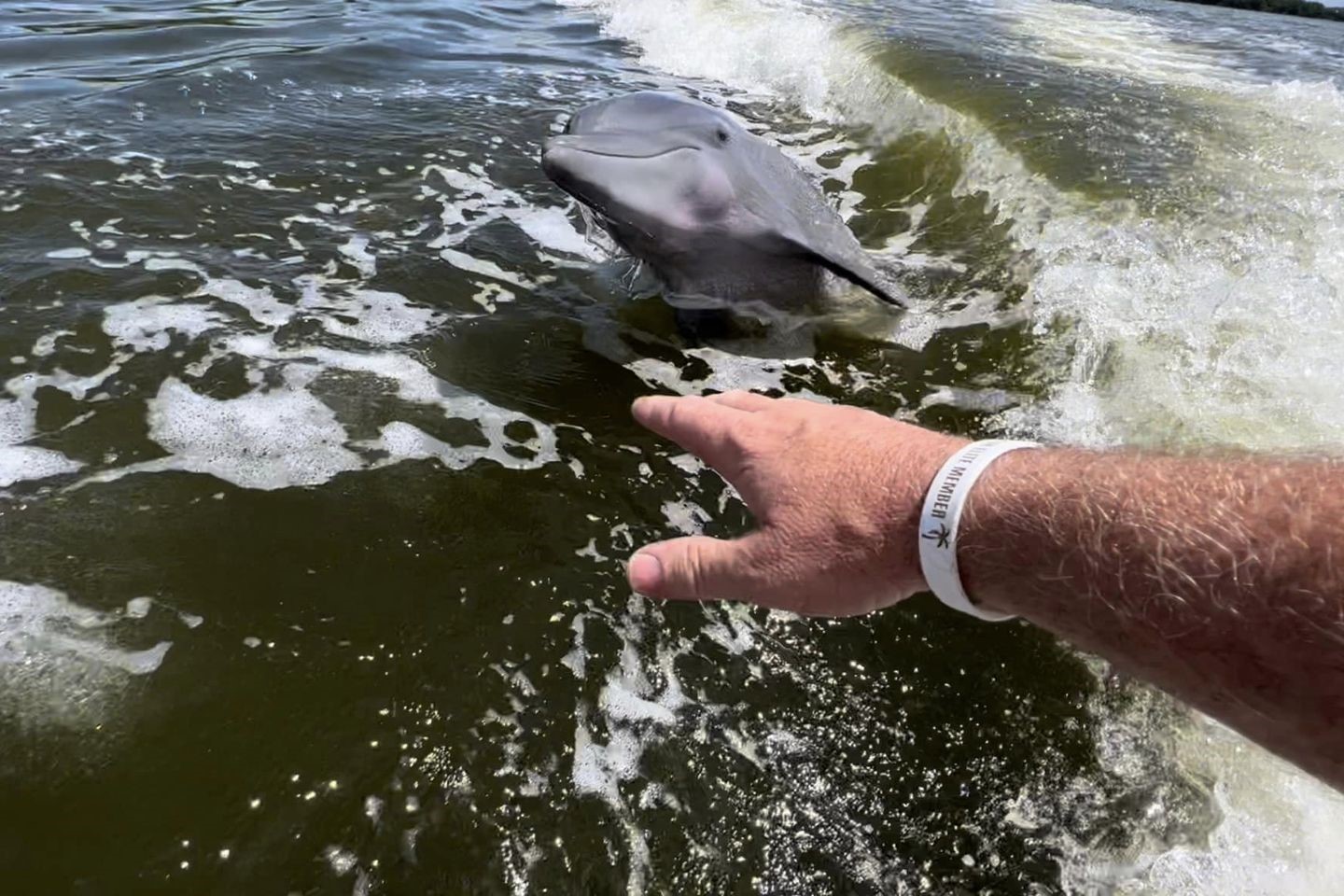 Everglades乘船游览和生物学家徒步一日游