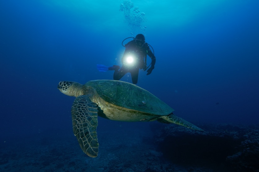 欧胡岛夜潜体验