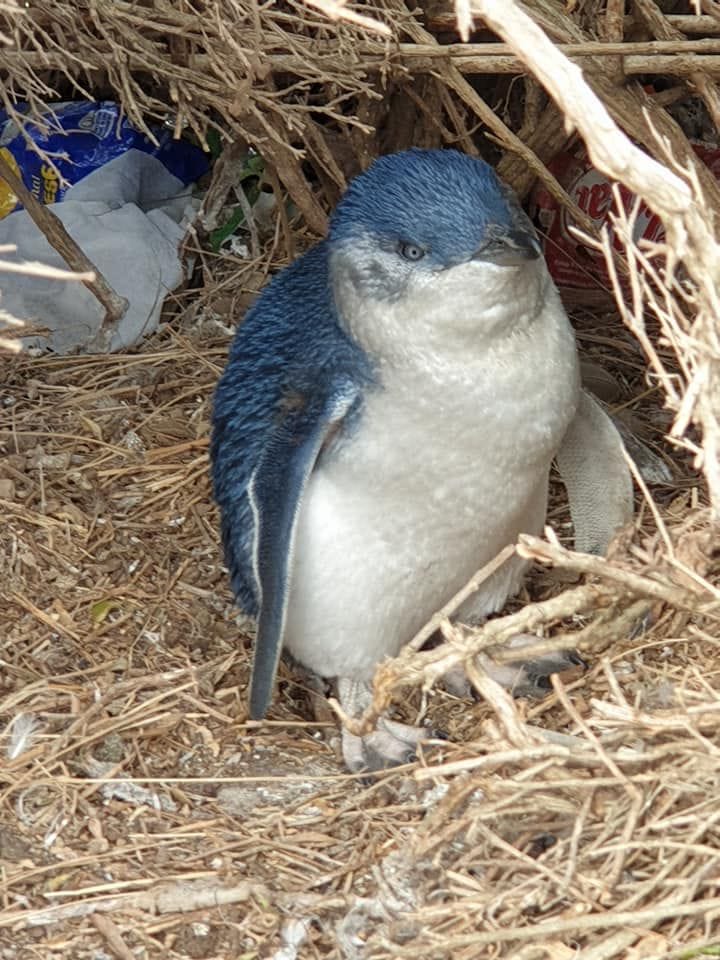 从墨尔本出发的菲利普岛企鹅游行之旅
